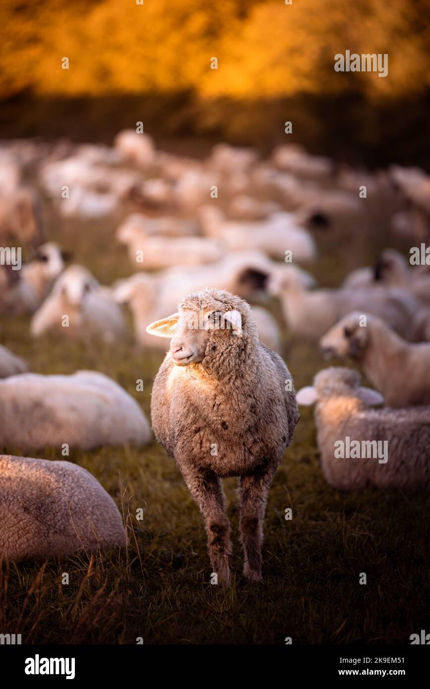 Pecora con gregge di pecora nel campo nella luce calda di alba, Germania, Europa Foto Stock