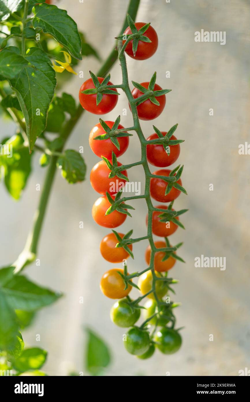 Ciliegia di pomodoro rosso e verde appesa al ramoscello durante la maturazione e la coltivazione in azienda agricola Foto Stock