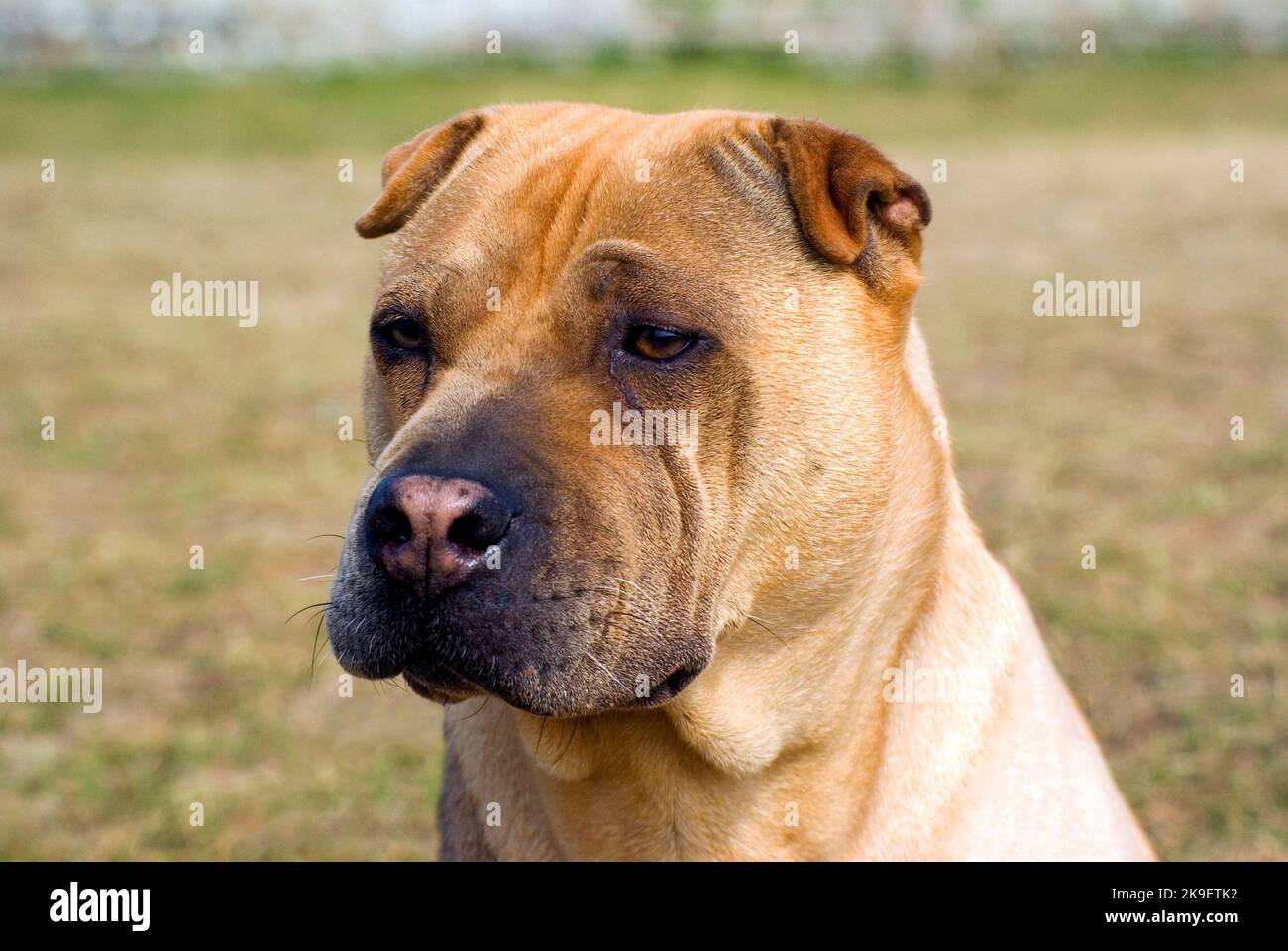 Bocca ossea Pei Shar Foto Stock