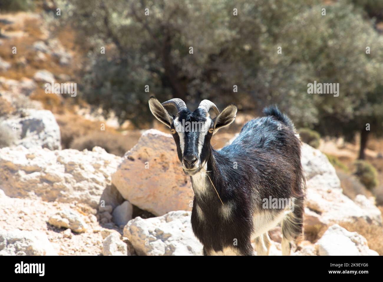 Capra pascolo nella zona rocciosa dell'isola di Rodi aigainst sfondo sfocato. Capre nazionali di Grecia, per produzione di latte. Foto Stock