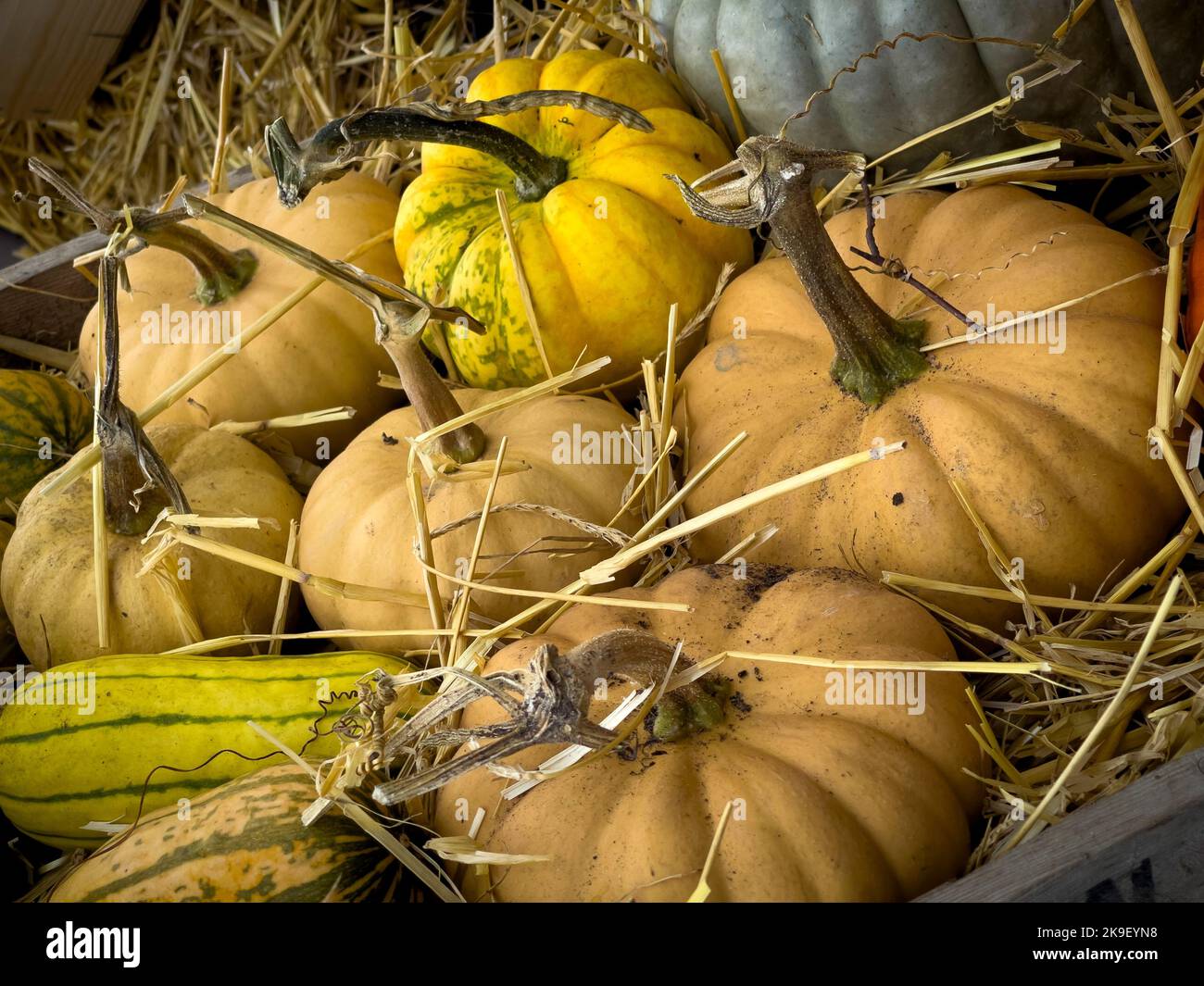 Zucche, zucche e zucche raccolte in una cassa di legno impaccata di paglia, tempra-via per lo stoccaggio invernale. Foto Stock