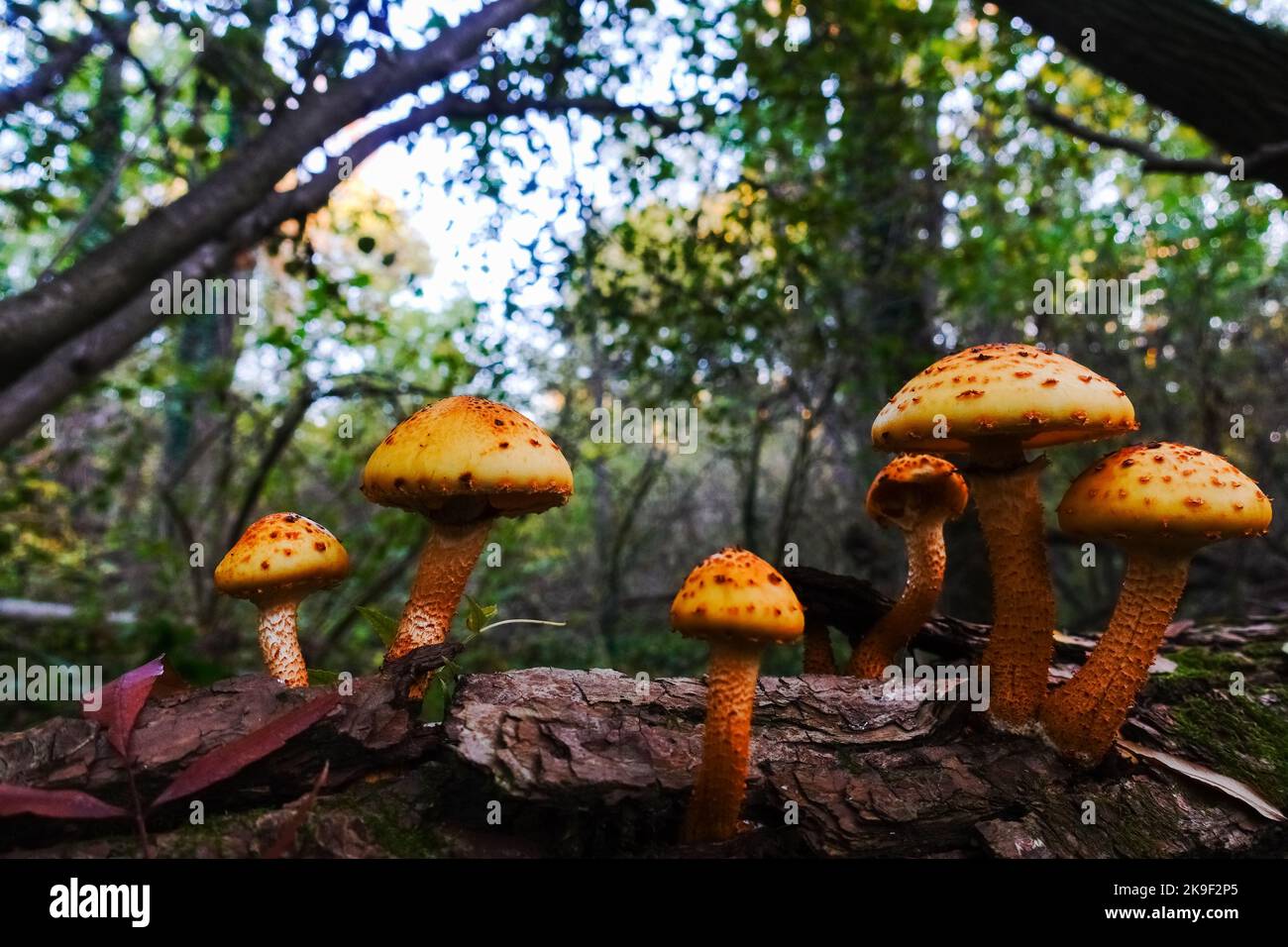 molti funghi gialli su un vecchio albero nella foresta autunnale Foto Stock