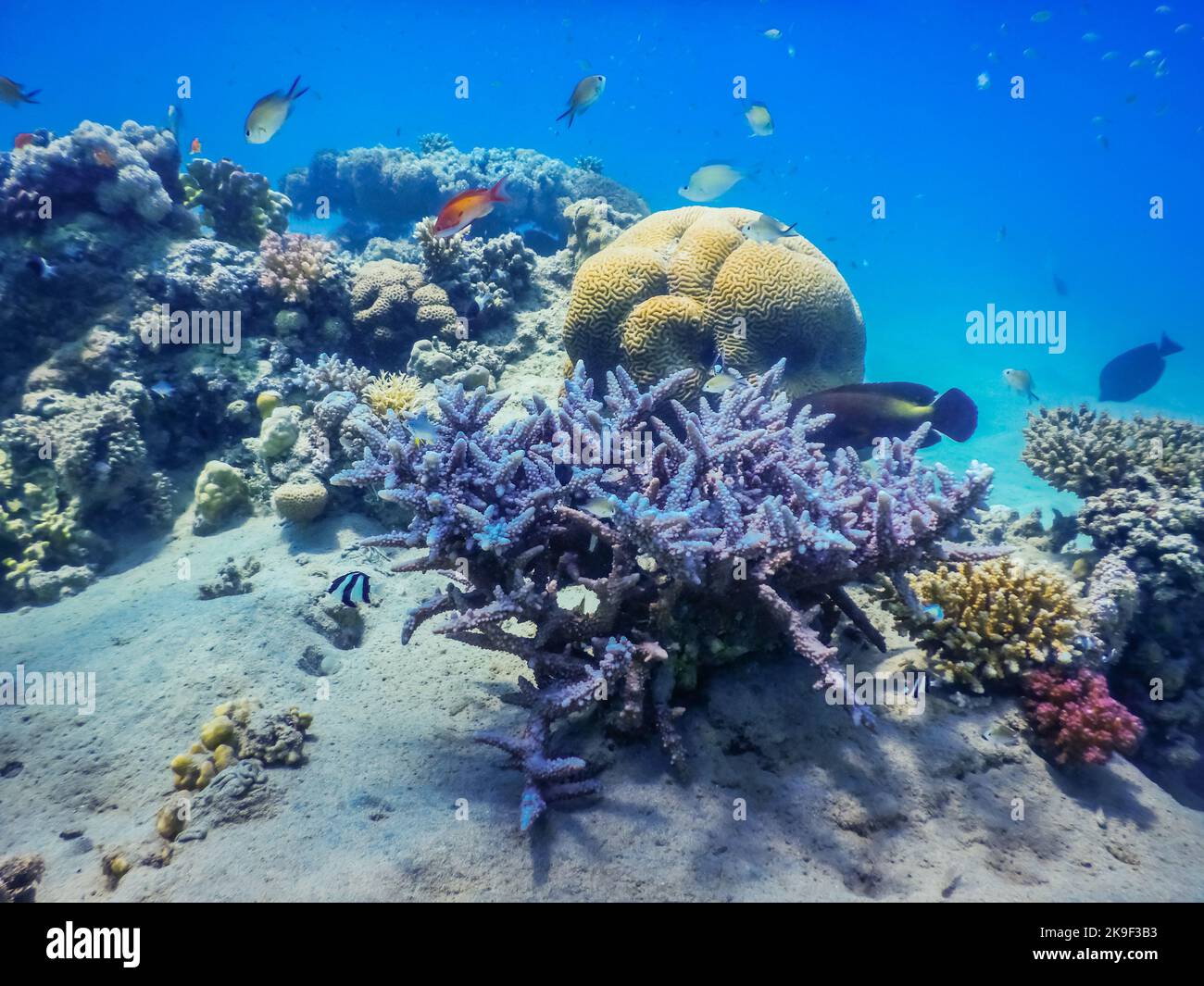 incredibile bella coralli diversi nel mare rosso in vacanza in egitto Foto Stock
