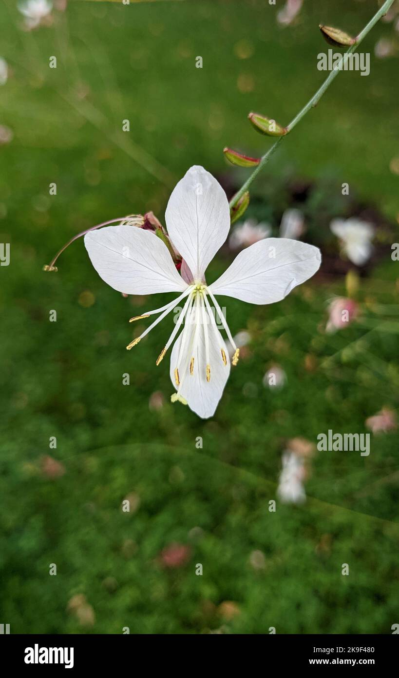 Tenero fiore bianco di Beeblossom di Lindheimer o di gaura bianca o di gaura rosa o di zanghe di Lindheimer o di piuma indiana (Oenothera lindheimeri) Foto Stock