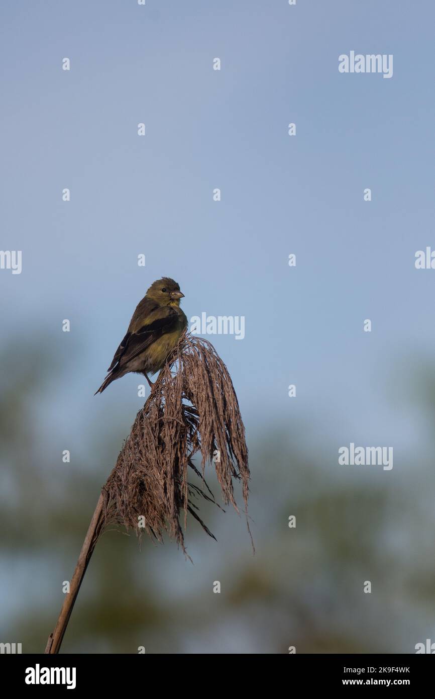 American Goldfinch al Montezuma National Wildlife Refuge Foto Stock