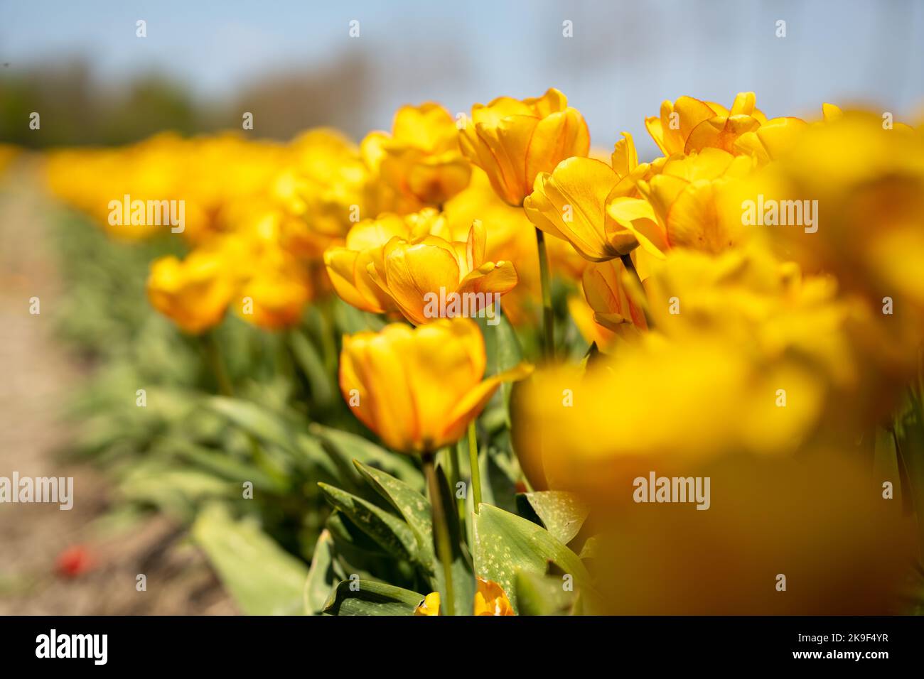 campo con tulipani gialli in primavera Foto Stock