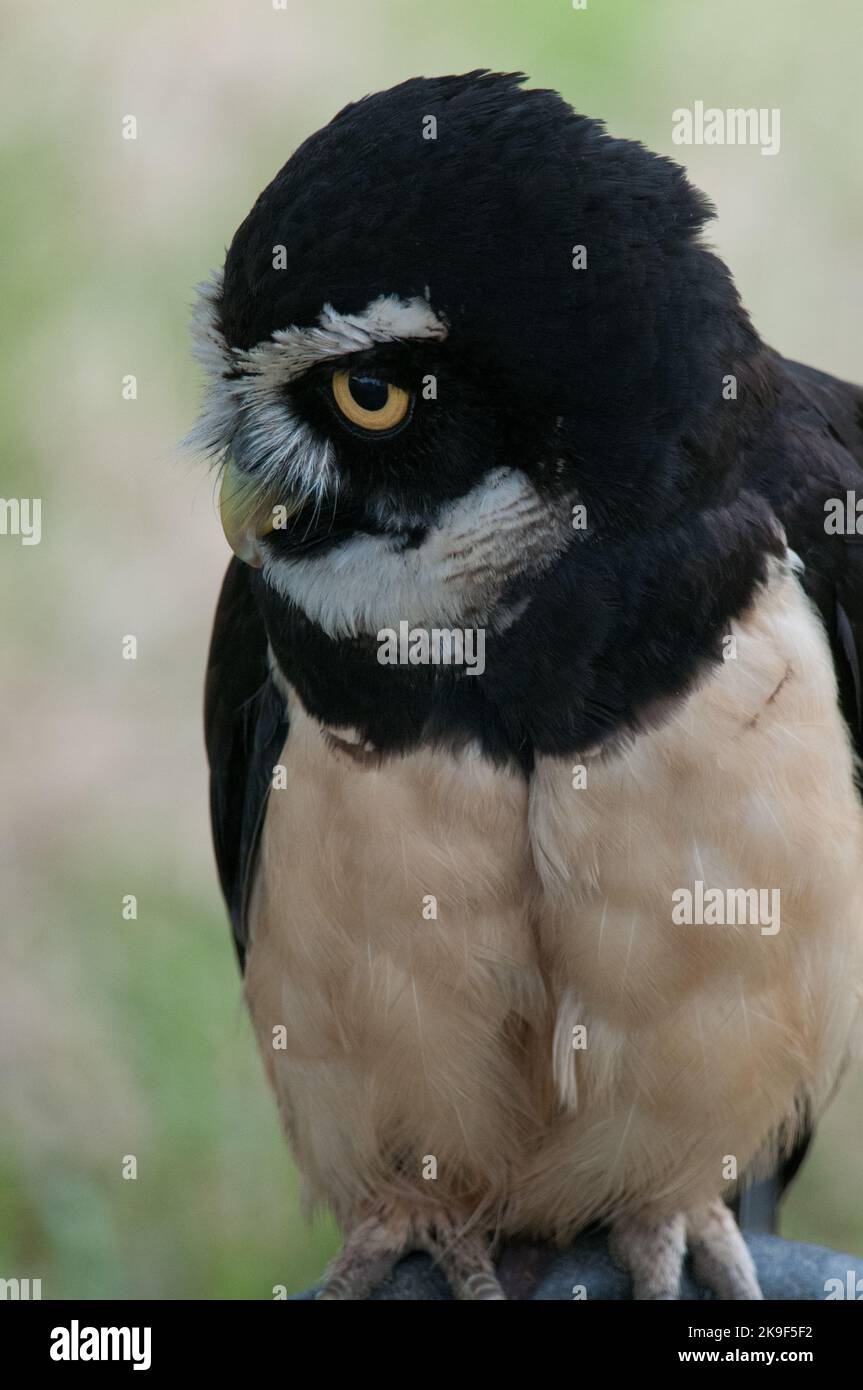 Ritratto di gufo durante un evento educativo Foto Stock