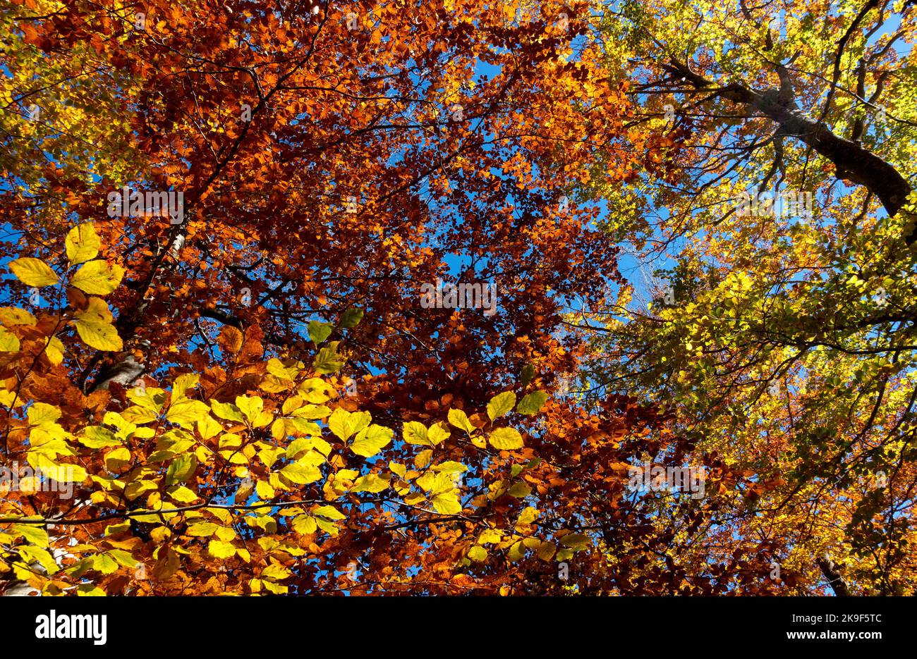 Colori di autunno Foto Stock