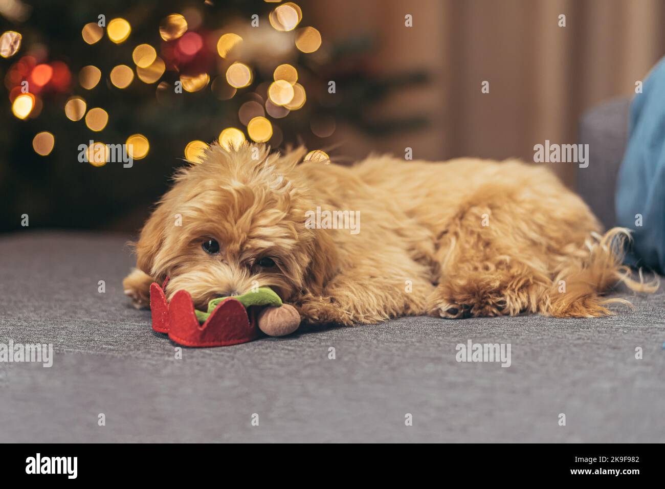 Un piccolo cane della razza multi-poo è seduto sul divano vicino all'albero di Natale nelle feste di Natale e di Capodanno, la razza marrone del poodle. Foto Stock