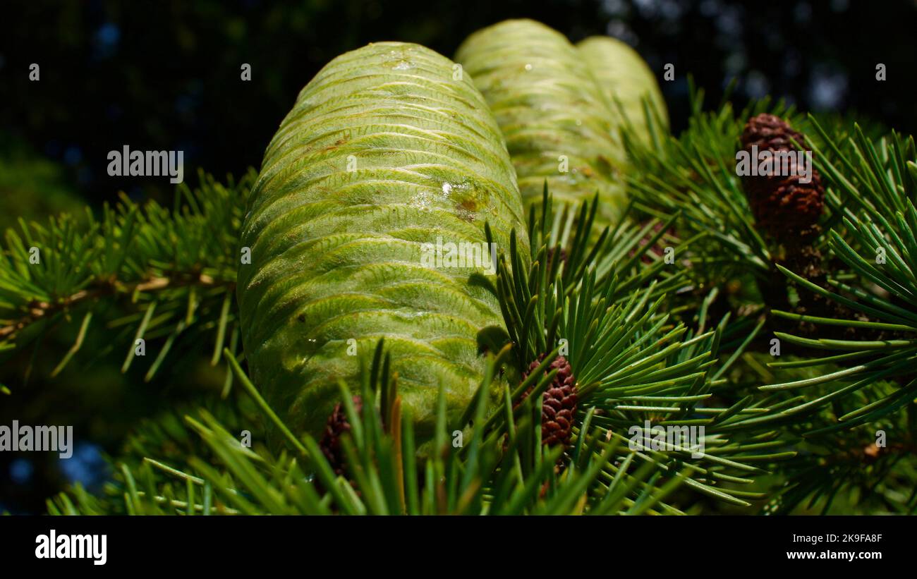 Cono di pino grezzo. Un cono di pino immaturo. Seme di pino. Pinoli. Foto Stock