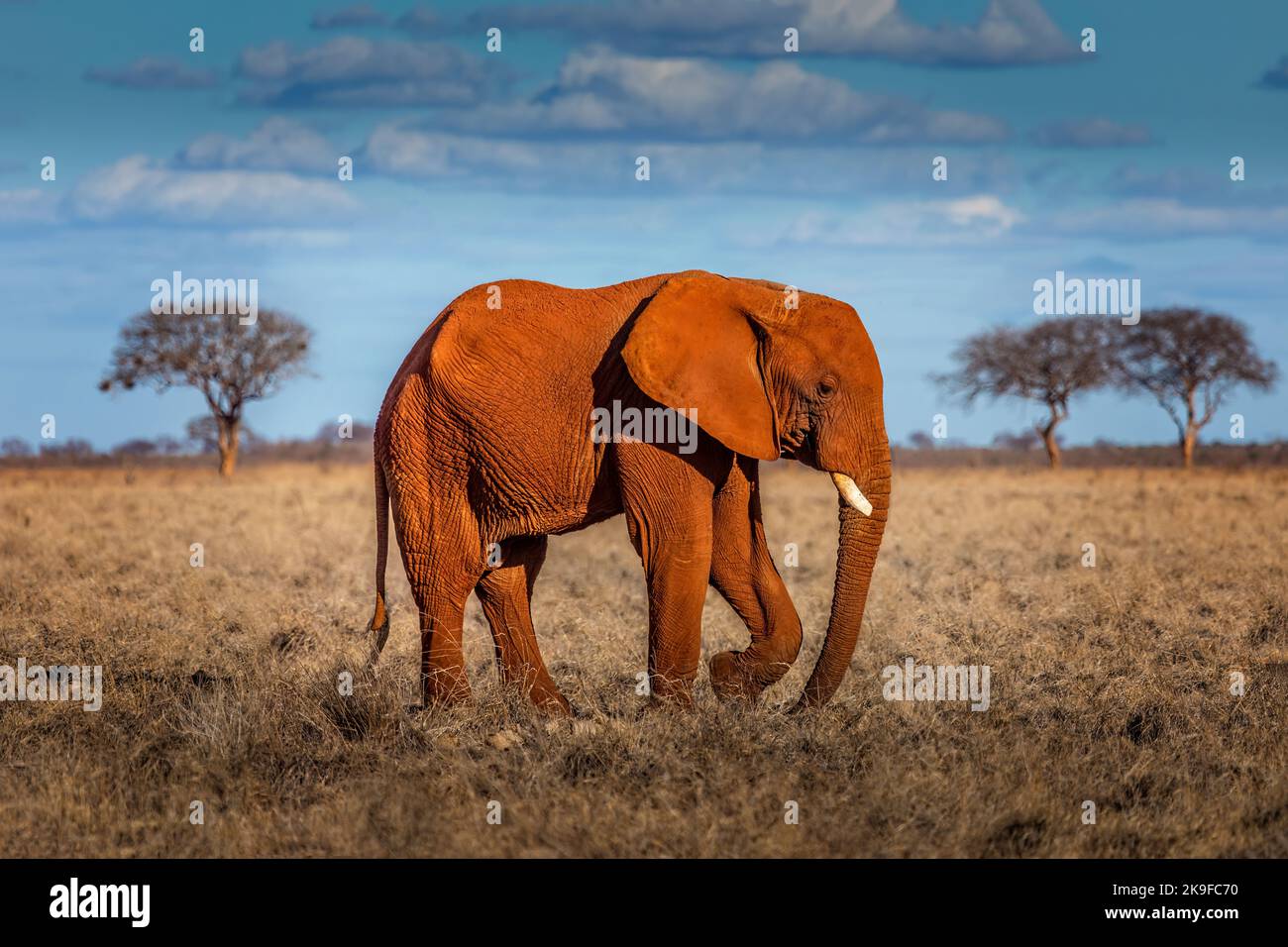 Ritratto di un elefante nel Parco Nazionale dello Tsavo, Kenya Foto Stock