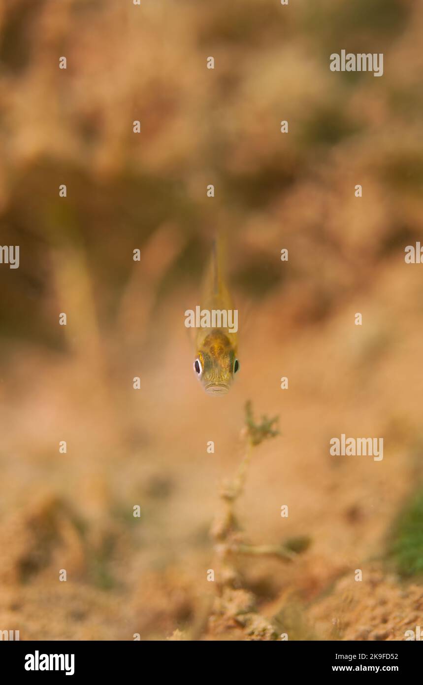 Piccolo macro giovane Dollaro Sunfish fissando la macchina fotografica . Foto Stock