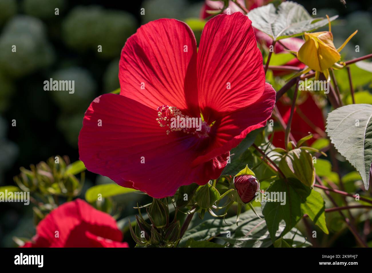 Hibiscus mosscheutos Southern Belle Hibrid Foto Stock