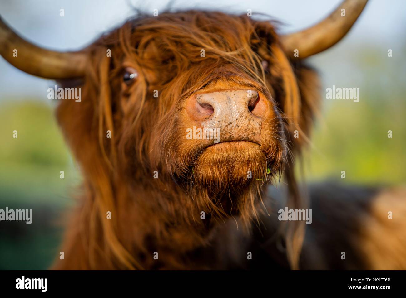 Bestiame delle Highland nel Pollock Country Park Foto Stock