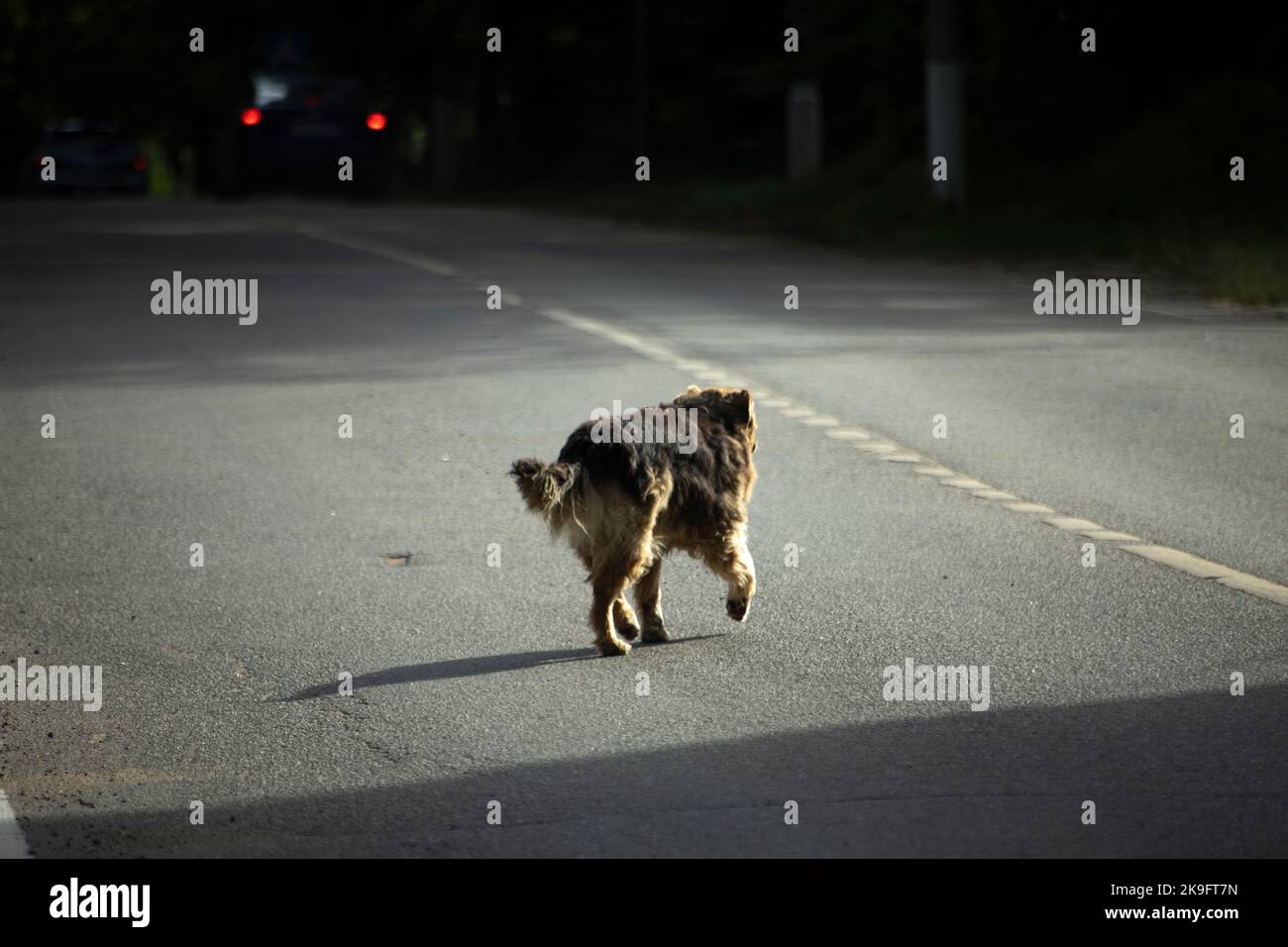 Il cane colpisce dall'altra parte della strada. Il cane randagio corre lungo la strada. Animali domestici in città. Vecchio cane sulla strada. Foto Stock