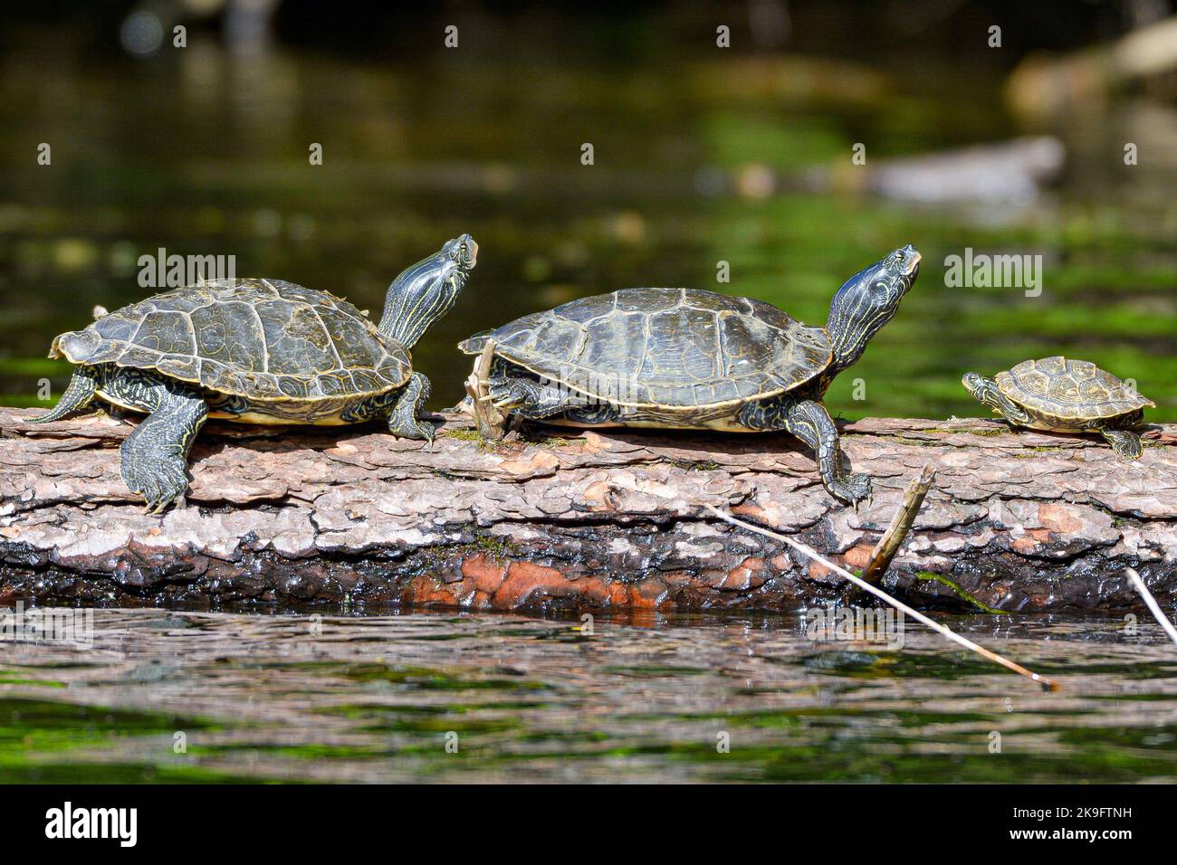 Una famiglia di tartarughe dipinte che si godono il sole estivo su un tronco mentre si viaggia lungo il canale Rideau. Foto Stock