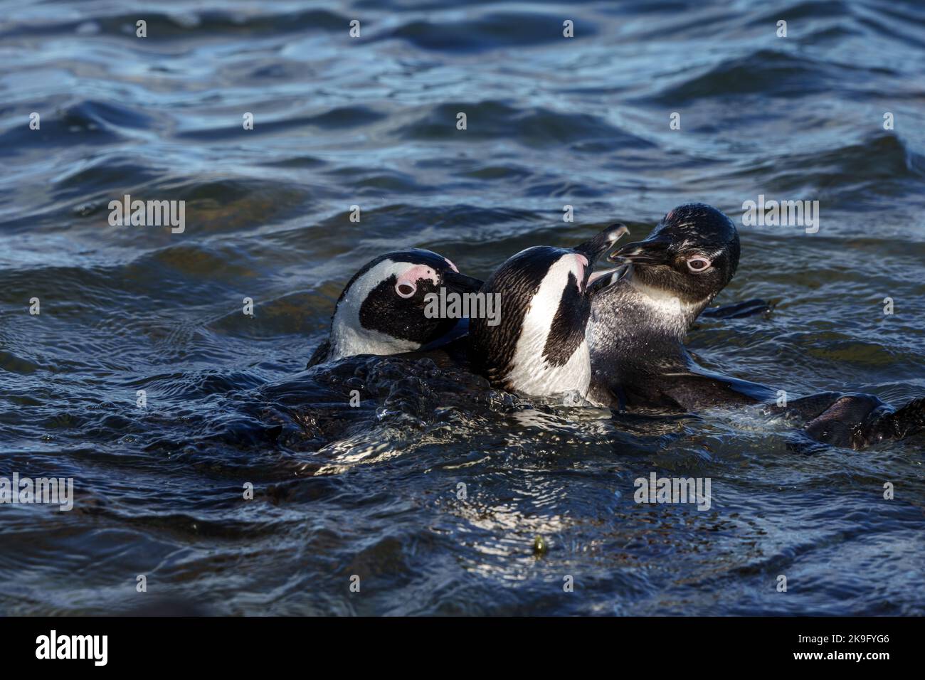 Pinguino africano, pinguino del Capo o pinguino sudafricano (Spheniscus demersus) a Stony Point, Betty's Bay, Western Cape, Sudafrica. Foto Stock