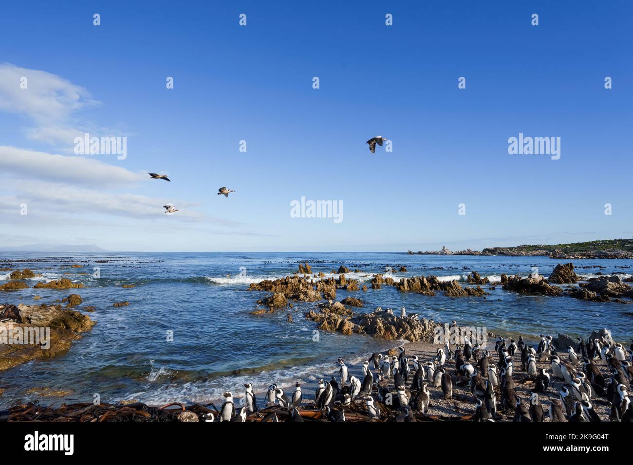 Pinguino africano, pinguino del Capo o colonia sudafricana di pinguino (Spheniscus demersus) a Stony Point, Betty's Bay, Western Cape, Sudafrica. Foto Stock