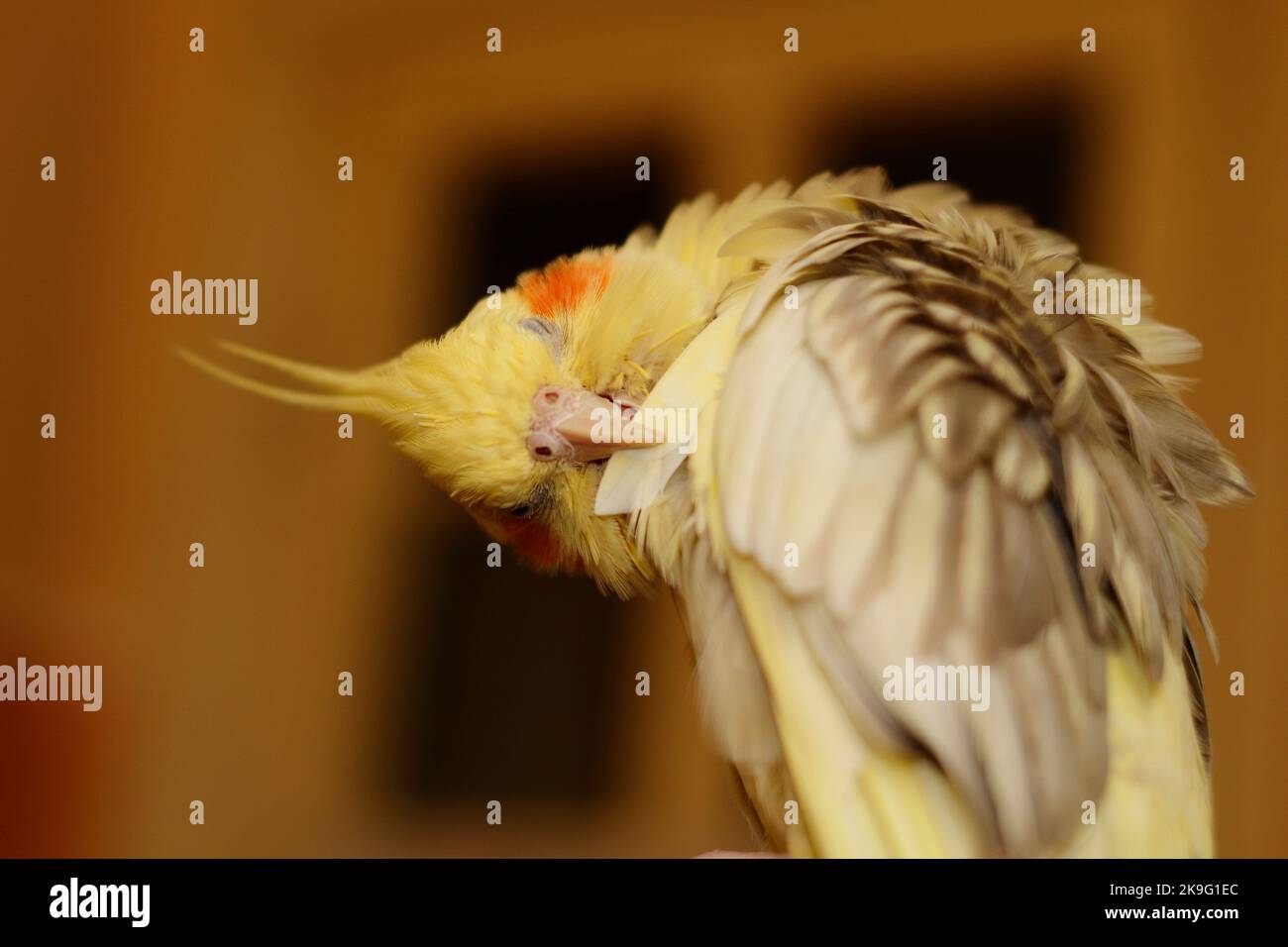 Pappagallo che pulisce una piccola piuma Foto Stock