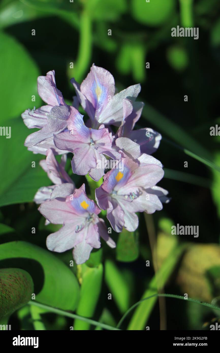 Primo piano di acqua in fiore Hyacinto (crassipes Eichhornia) cresce Wild nelle acque paludose di Brazos Bend, Texas. Foto Stock