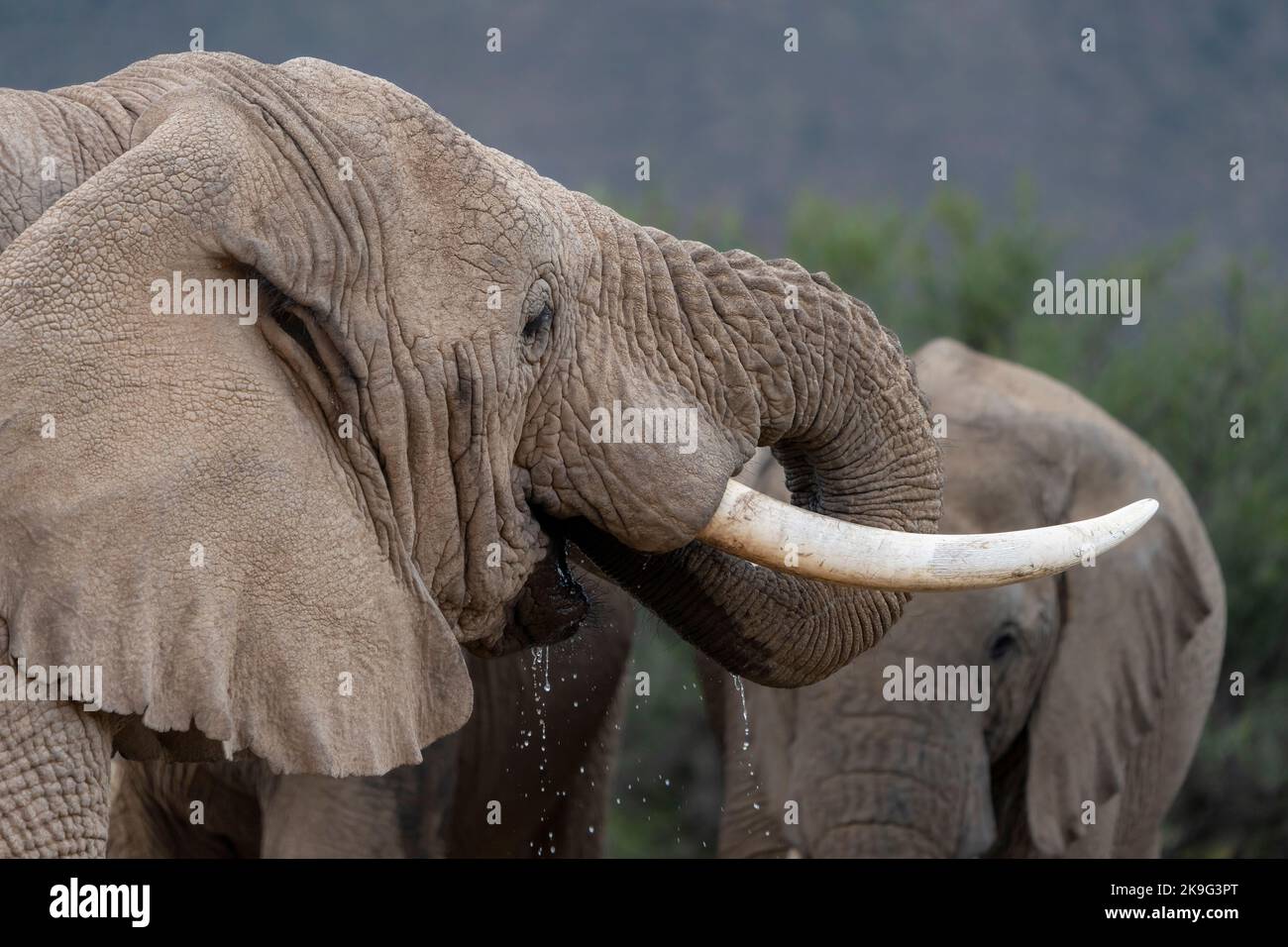 Elefante africano cespuglio (Loxodonta africana) bere. Karoo, Capo Occidentale. Sudafrica Foto Stock