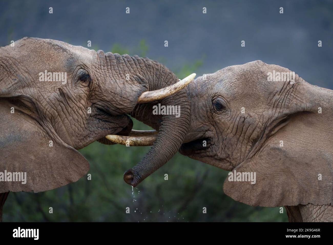 Due giovani elefanti africani del cespuglio (Loxodonta africana) interagiscono tra loro. Karoo, Capo Occidentale. Sudafrica Foto Stock