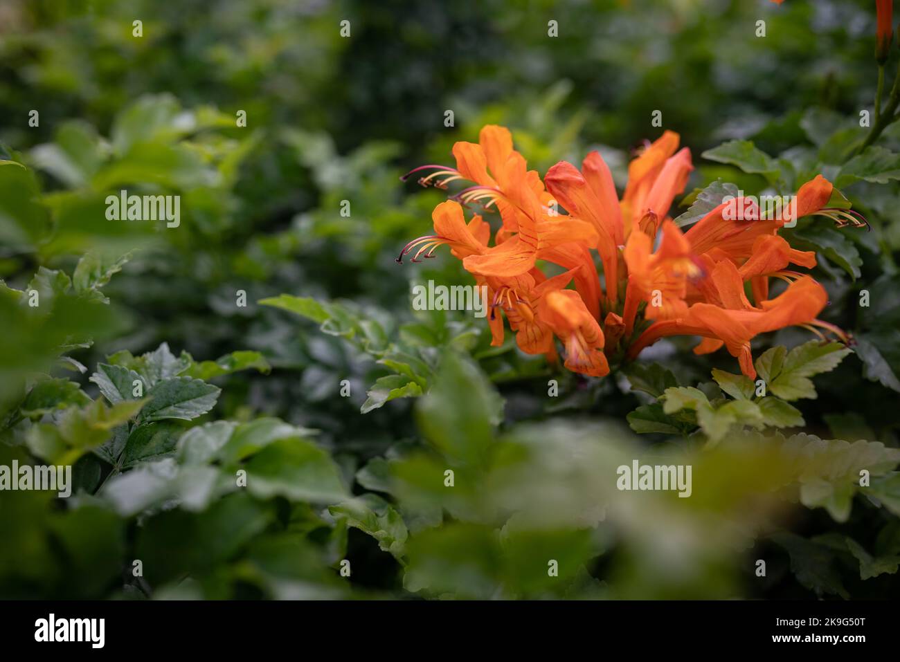 Capo honeysuckle fiori d'arancio closeup. Tecoma capensis sfondo floreale Foto Stock