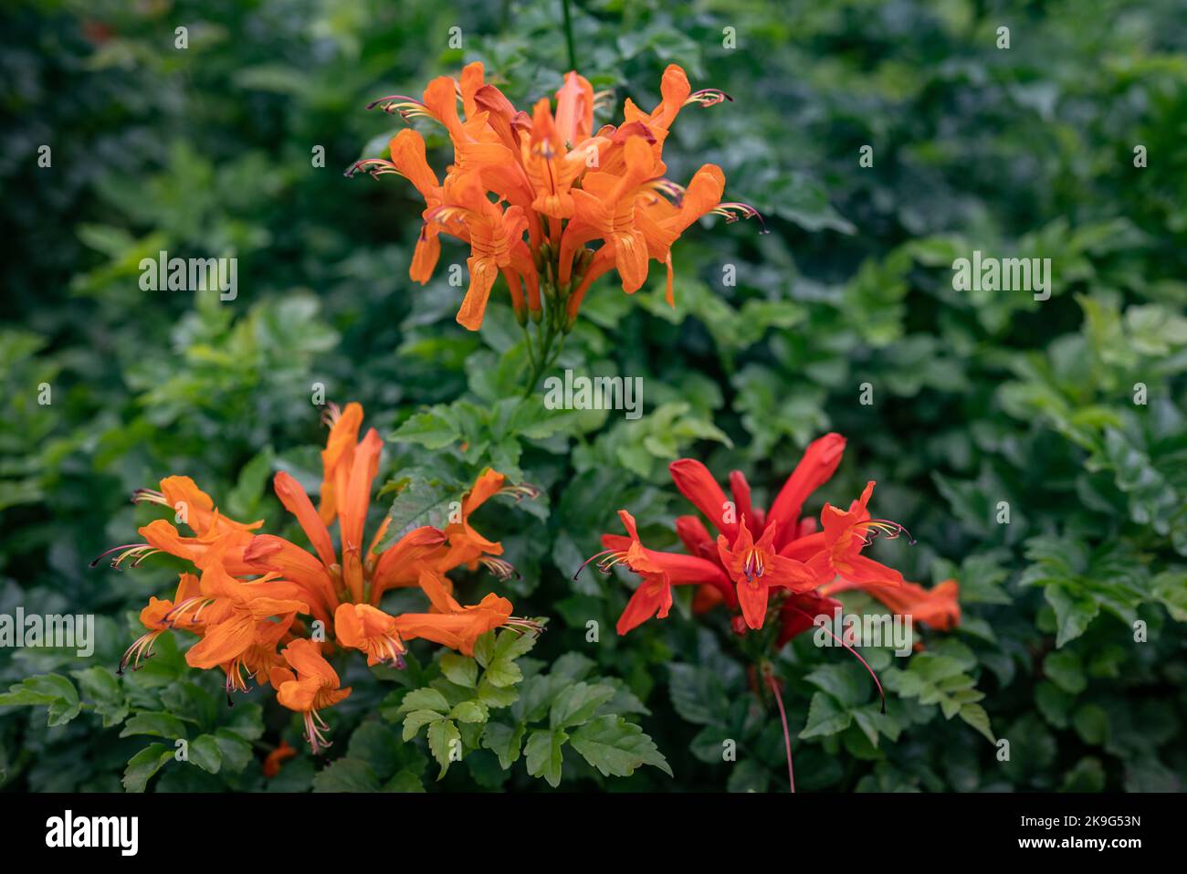 Capo honeysuckle fiori d'arancio closeup. Tecoma capensis sfondo floreale Foto Stock