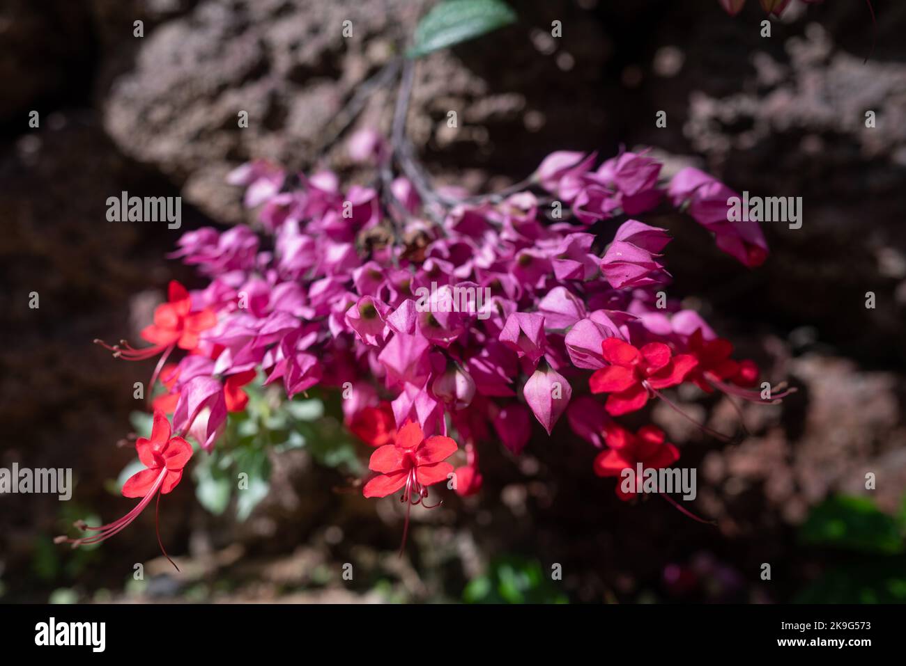 Principalmente il closeup di fiori di vite di cuore sanguinante sfocato. Fiori viola e rosso Foto Stock