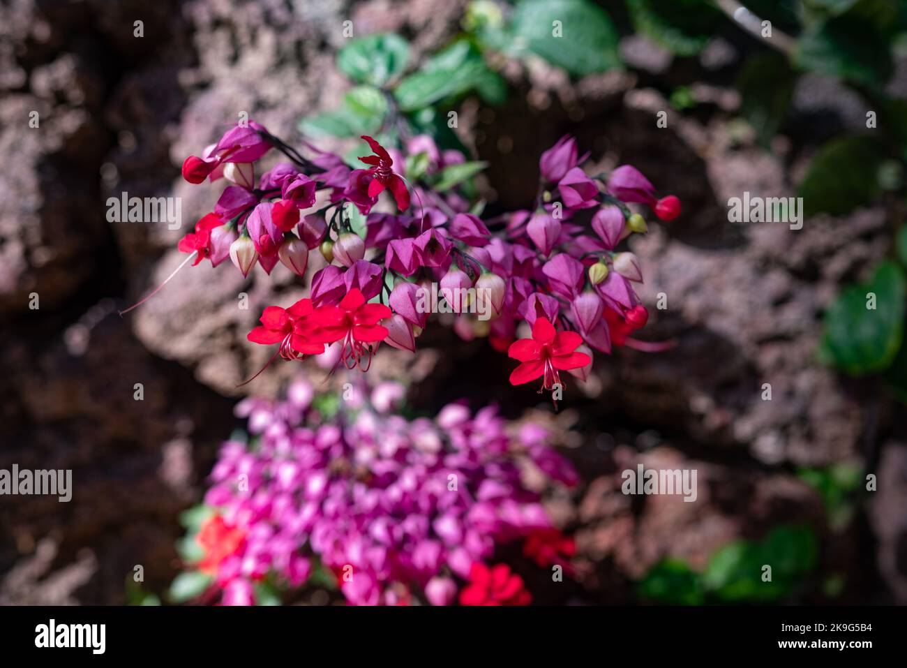 Principalmente il closeup di fiori di vite di cuore sanguinante sfocato. Fiori viola e rosso Foto Stock