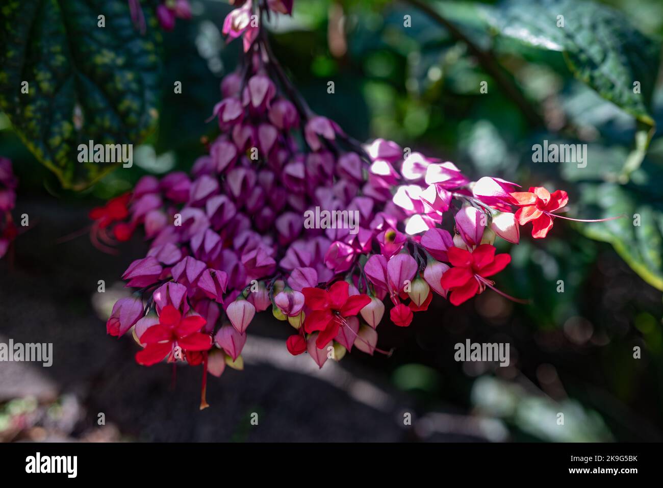 Principalmente il closeup di fiori di vite di cuore sanguinante sfocato. Fiori viola e rosso Foto Stock