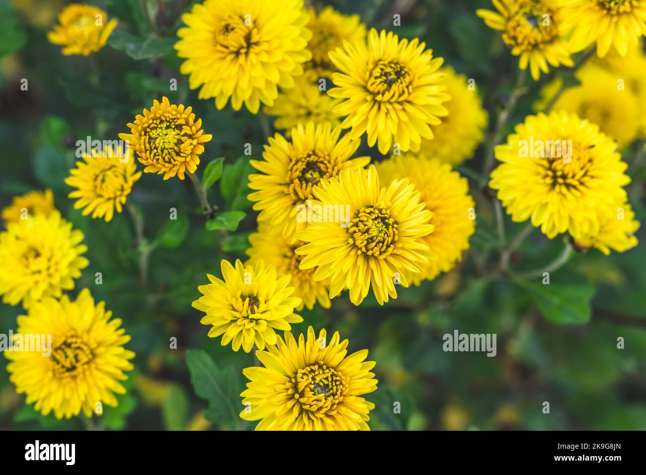 Crisantemi gialli nel giardino. Fiori autunnali all'aperto, vivace carta da parati. Sfondo floreale, bella cartolina. Natura nel mese di ottobre. Foto Stock