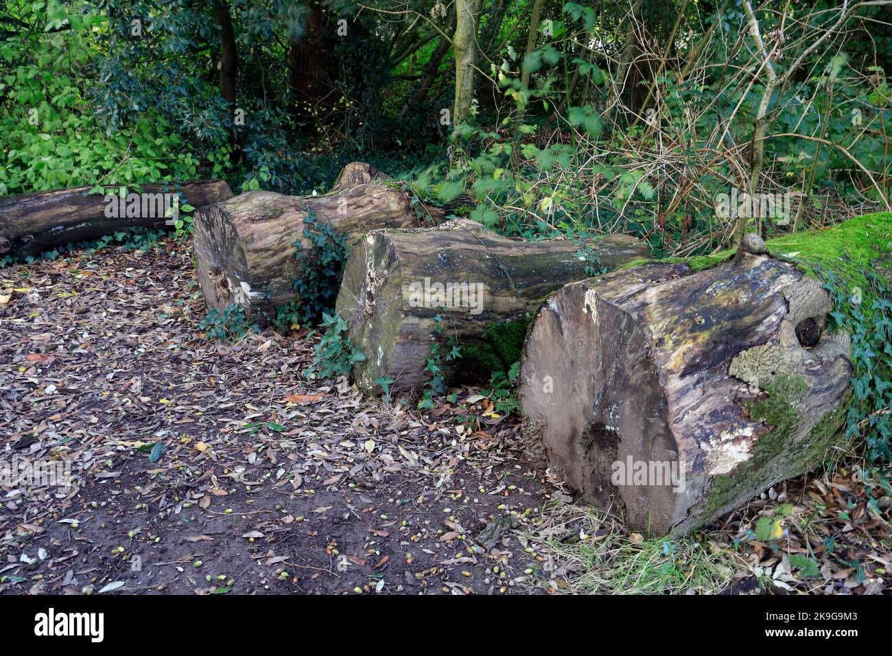 Tre grandi tronchi decomporsi. Heath Park, Cardiff. Ottobre 2022. Autunno. Foto Stock
