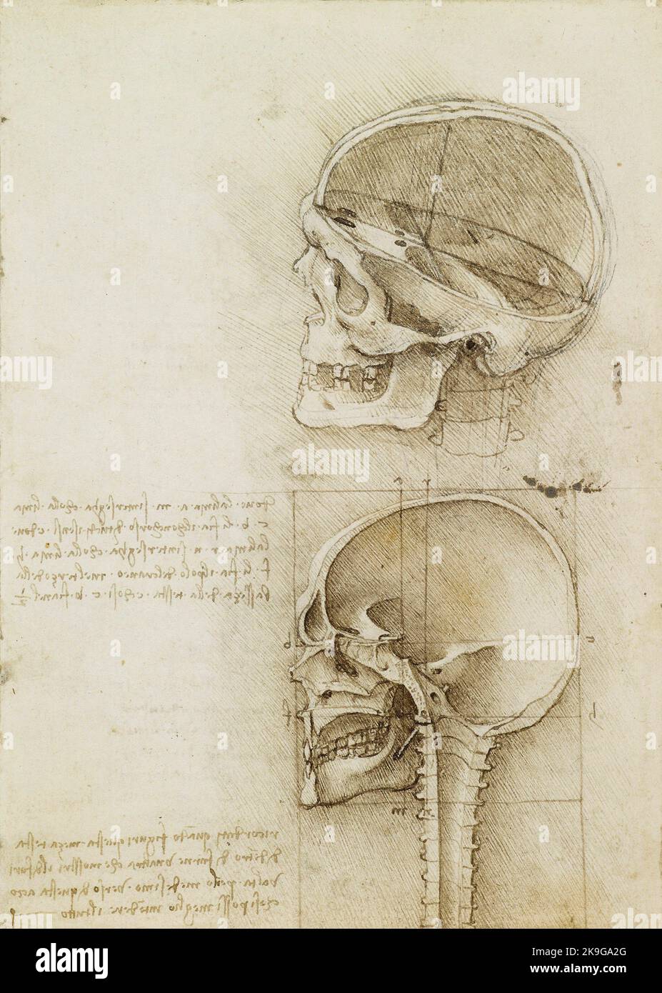 Titolo: Un cranio sezionato Creatore: Leonardo da Vinci Data: 1489 d.C. dimensioni: 18.8x13.4 cm Media: Penna e inchiostro su gesso nero su carta Ubicazione: Collezione reale Foto Stock