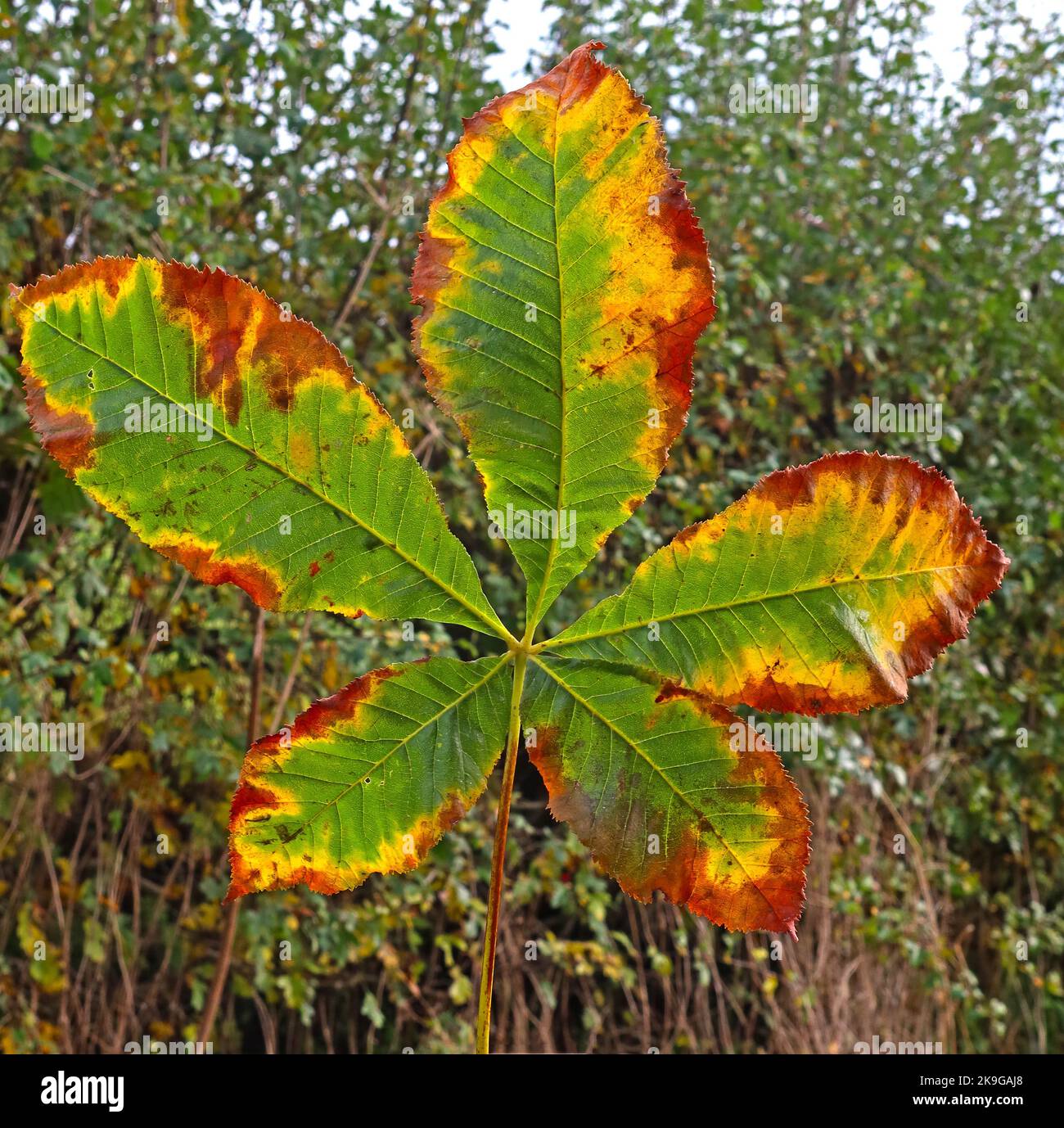 Foglia di sicomoro autunnale, tonalità di colore verde, giallo e marrone Foto Stock