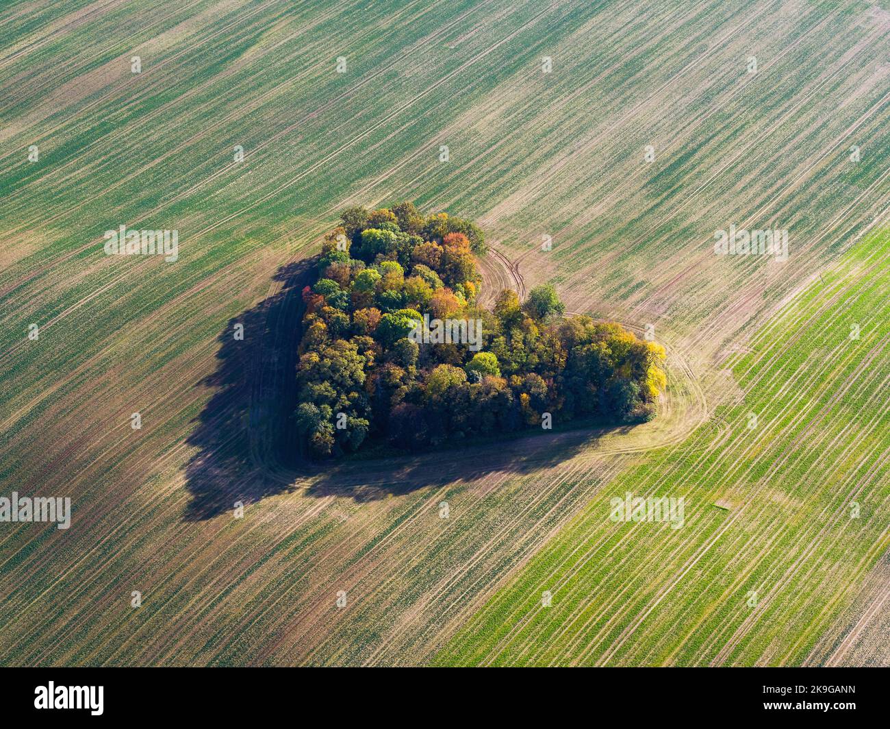 Cuore di una natura, vista aerea di autunno cuore a forma di foresta tra i campi agricoli Foto Stock