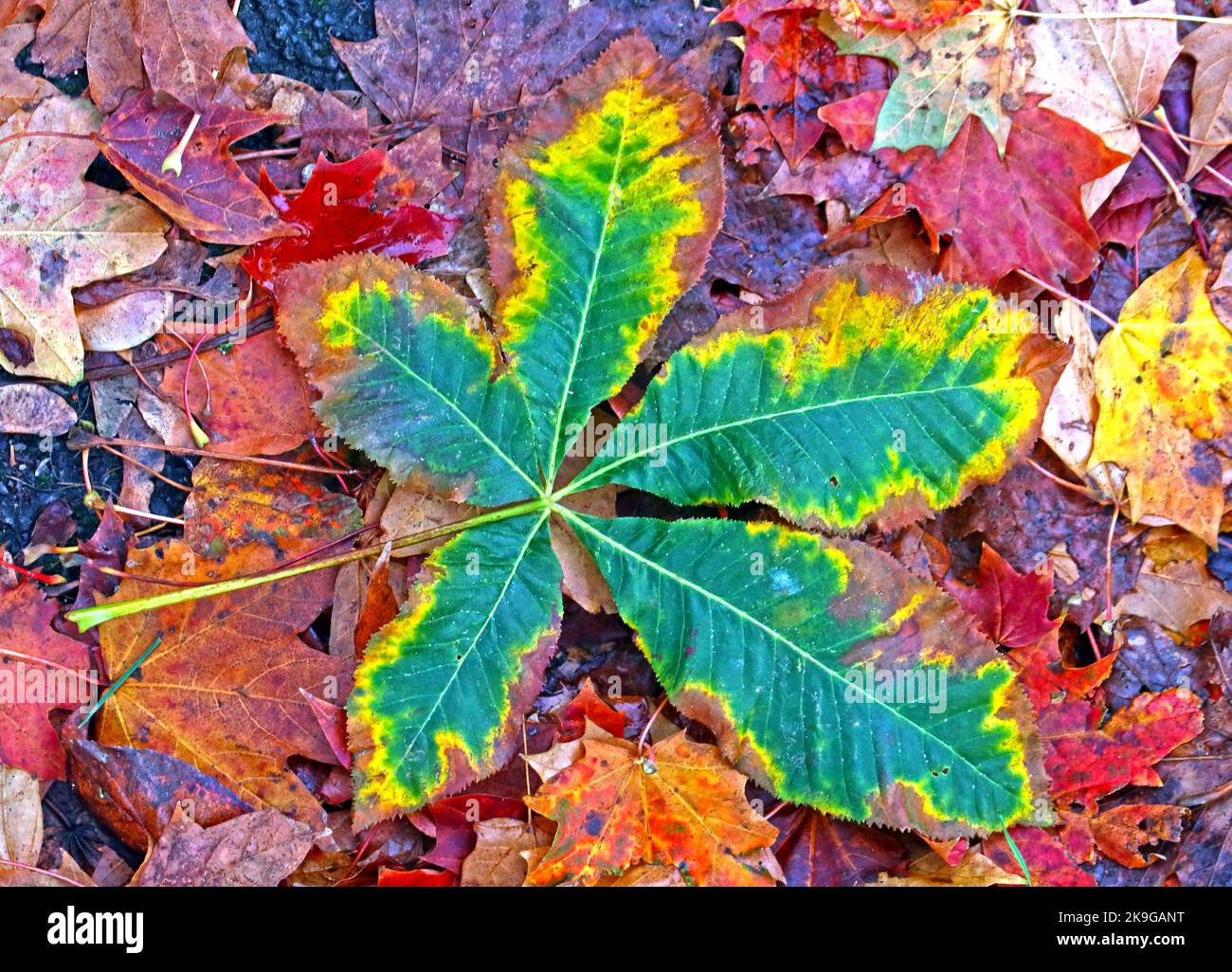 Foglia di sicomoro autunnale, tonalità di colore verde, giallo e marrone Foto Stock