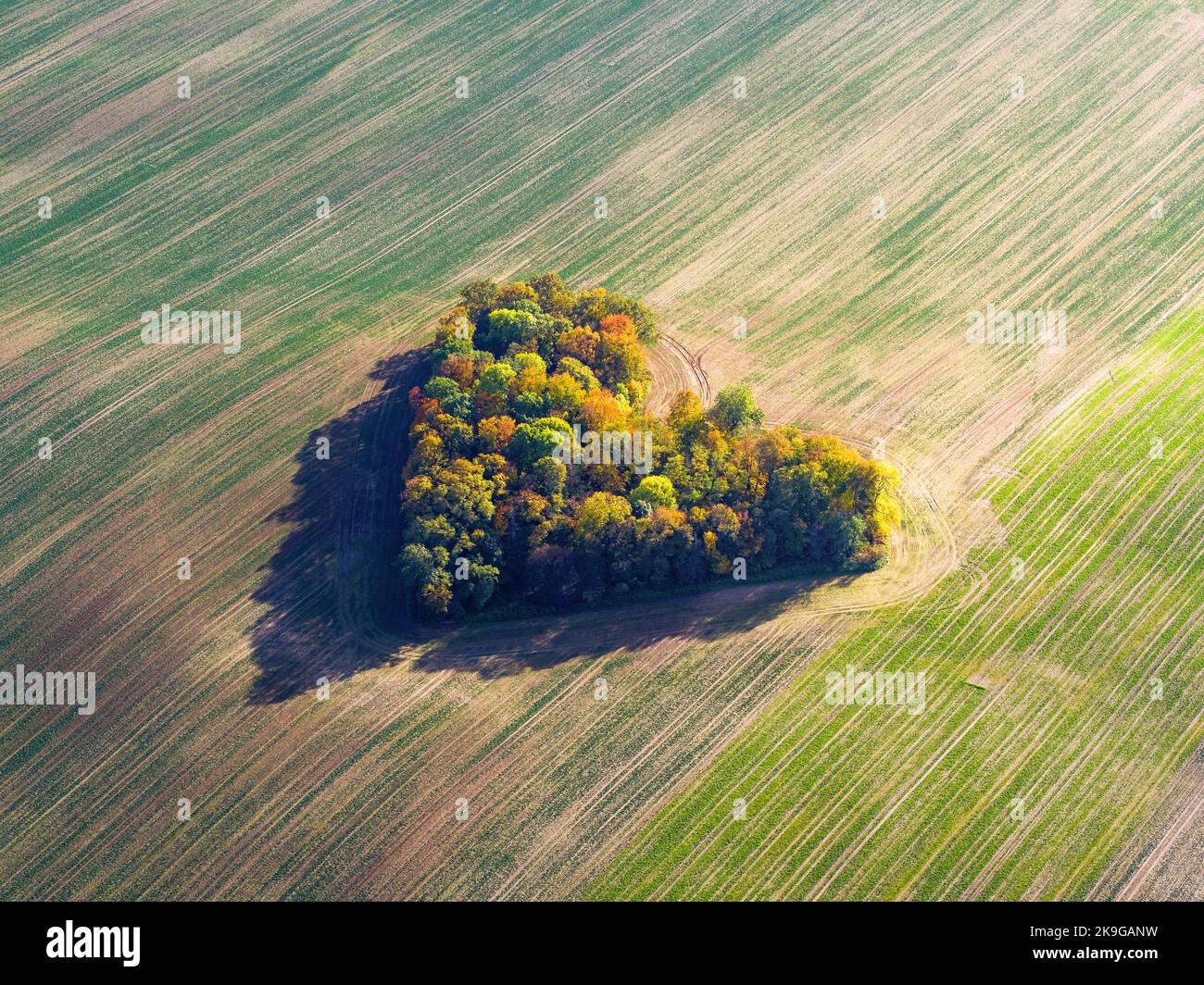 Cuore di una natura, vista aerea di autunno cuore a forma di foresta tra i campi agricoli Foto Stock