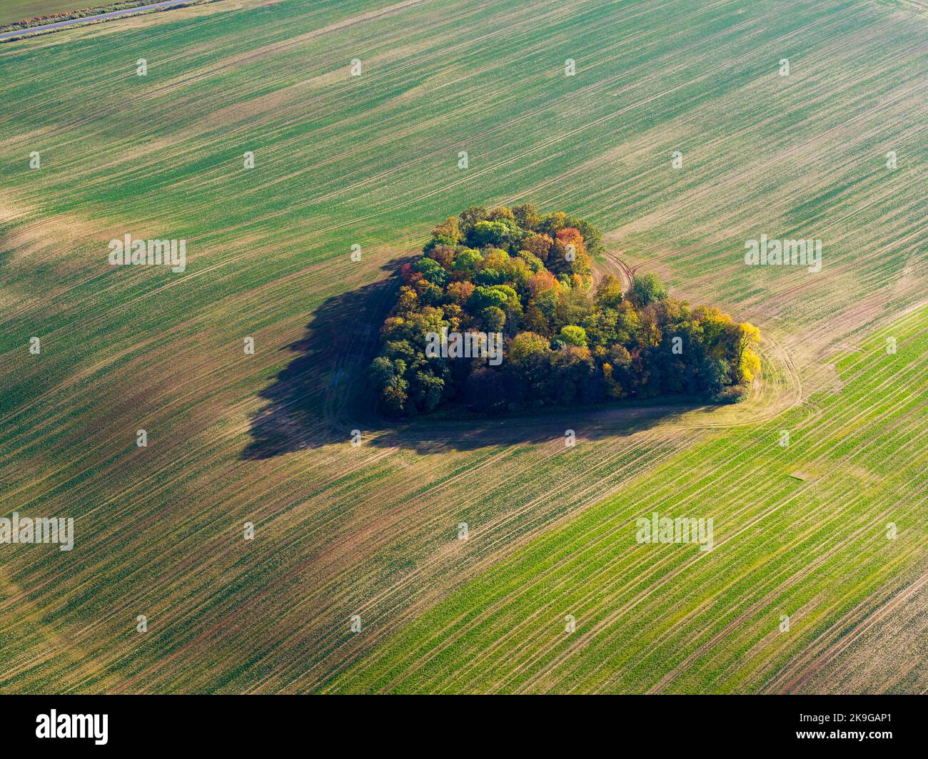 Cuore di una natura, vista aerea di autunno cuore a forma di foresta tra i campi agricoli Foto Stock