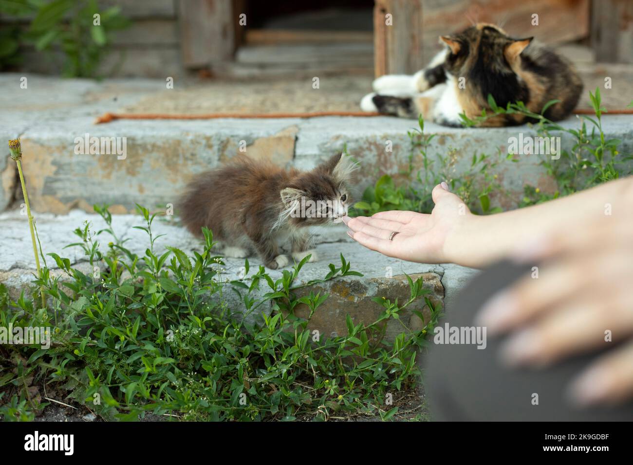 La mano prende il gattino. Gattino in cortile. Animali domestici in estate sulla strada. Vicolo gatto. Foto Stock