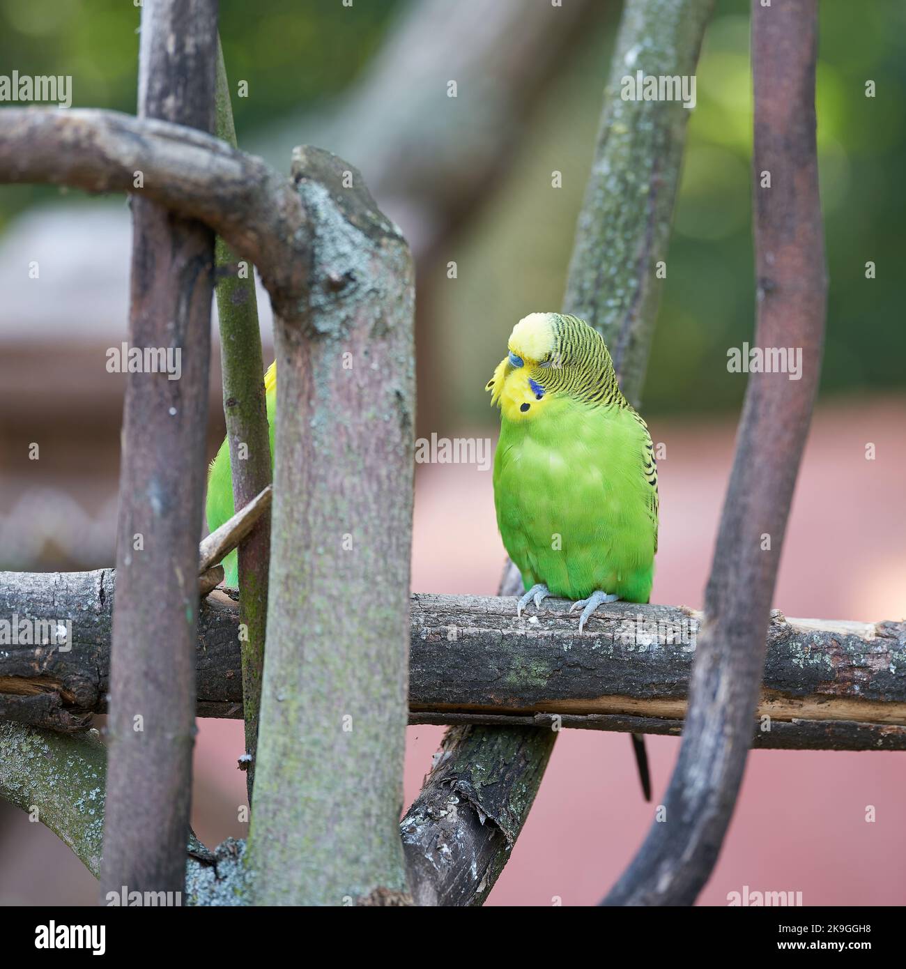 Forma selvatica di budgerigar, Melopsittacus undulatus, con colorazione verde nel suo habitat naturale nel Queensland in Australia su un albero Foto Stock