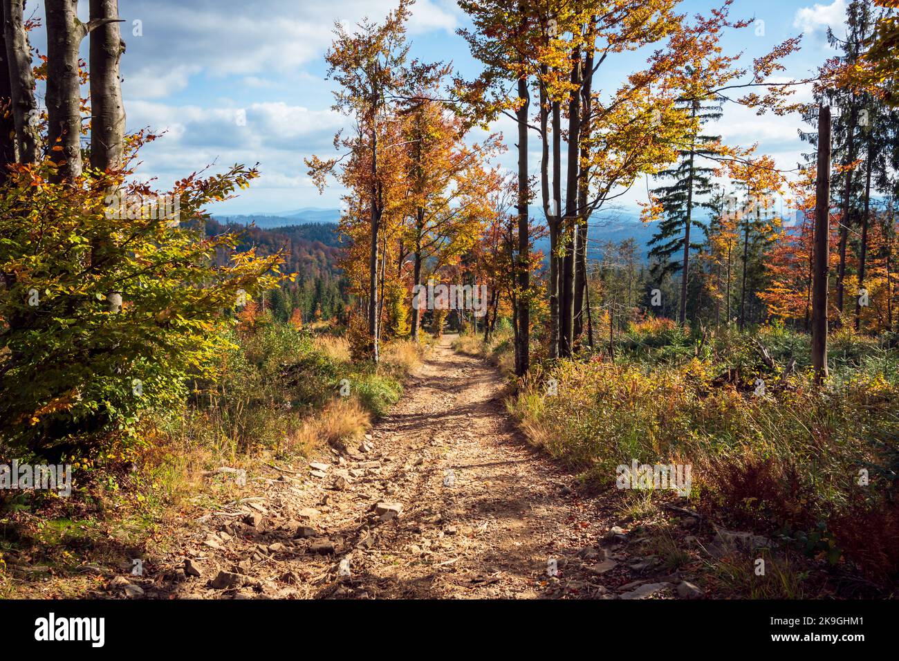 Bellissimo vicolo di alberi in montagna. Un paesaggio autunnale pieno di colori e texture. Zlatna, Polonia Foto Stock