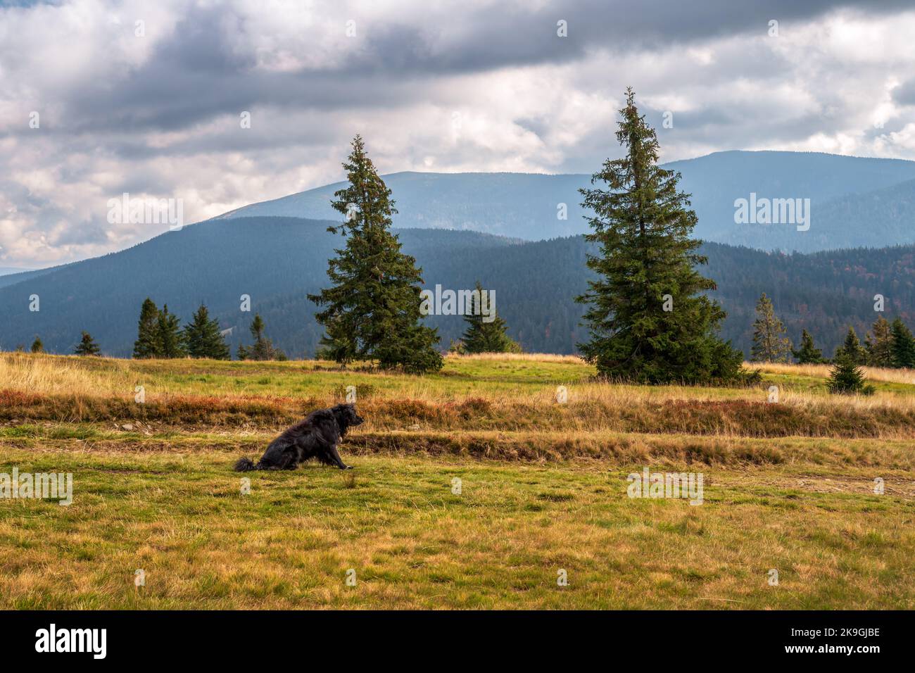 autunno, montagna, cane, capezzolo, arancio, vista, turistica, paesaggio, viaggi, doggy, parco, all'aperto, carino, ritratto, abete rosso, polonia, rysianka, zywiec, beskids, Foto Stock