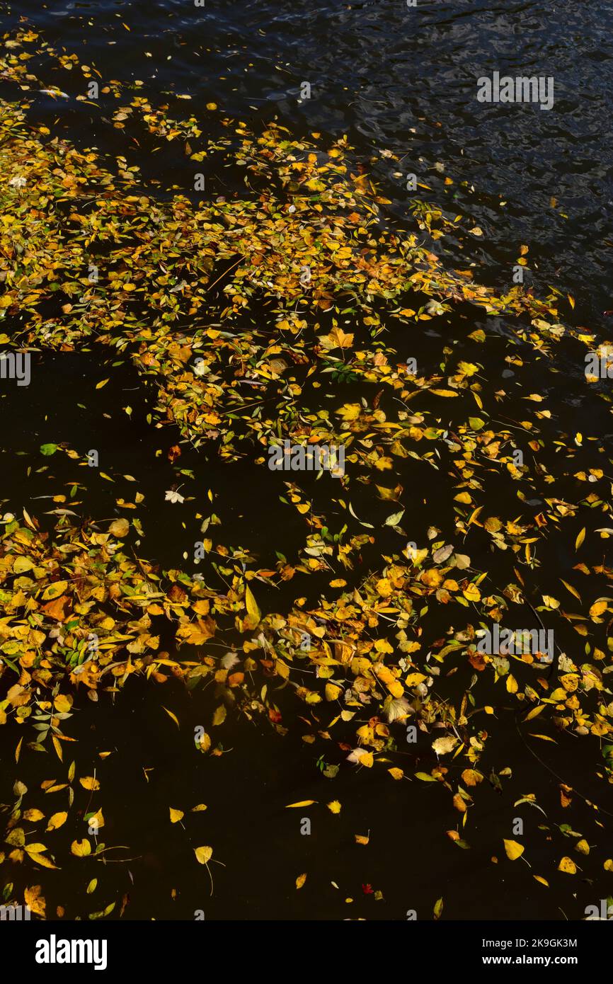 Foglie autunnali galleggianti sul fiume Avon, Stratford-upon-Avon, Warwickshire, Regno Unito Foto Stock