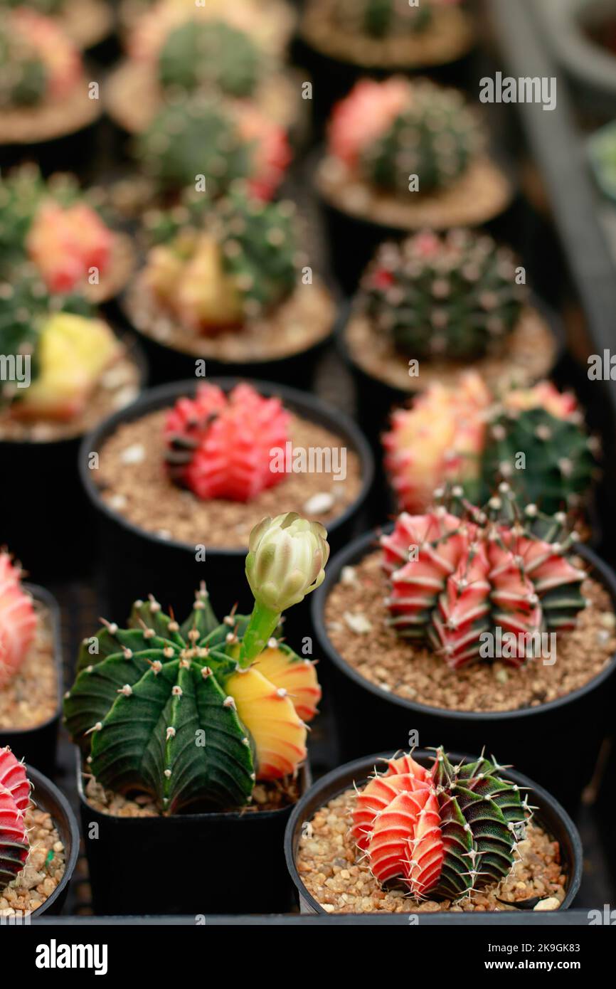 Gymnocalycium mihanovichii anche noto come cactus luna si propagò in un giardino vivaio in un negozio di piante Foto Stock Gymnocalycium mihanovichii anche noto come cactus luna si propagò in un giardino vivaio in un negozio di piante Foto Stock