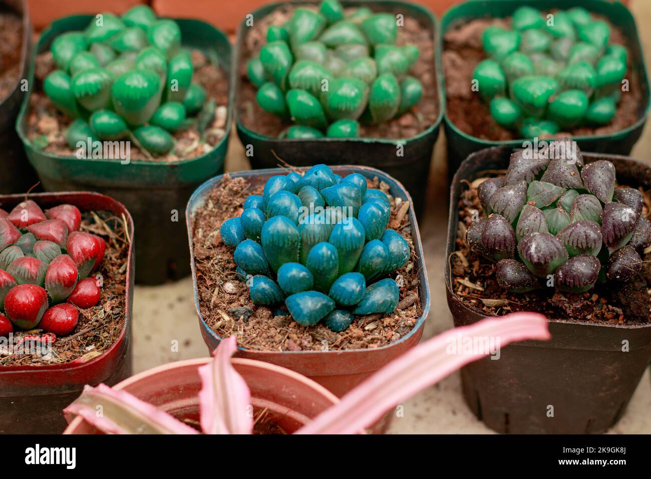 Colorful hahworthia cooperi o Jelly Bean Cactus propagato in pentole piccole in un giardino domestico Foto Stock
