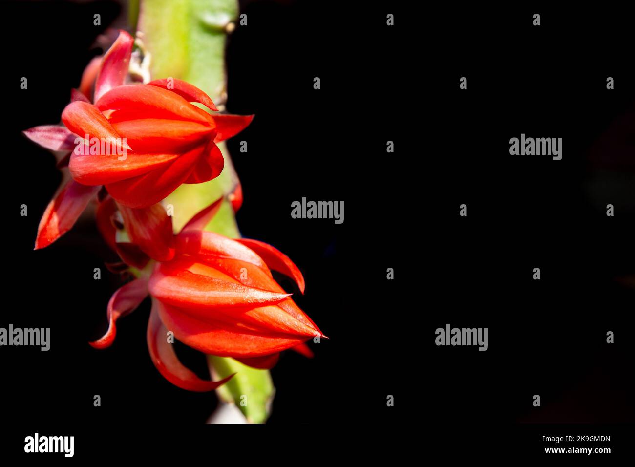 Epiphyllum Foto Stock