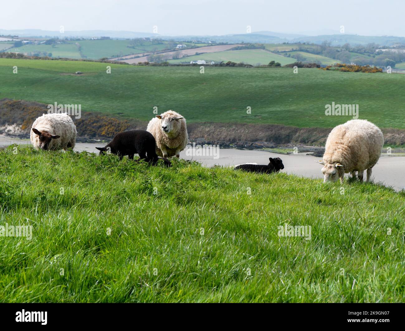 Pecore pascolano in un prato verde. Qualche pecora in un pascolo del coltivatore. Pascolo libero di bestiame. Paesaggio agricolo. Pecora bianca su erba verde Foto Stock