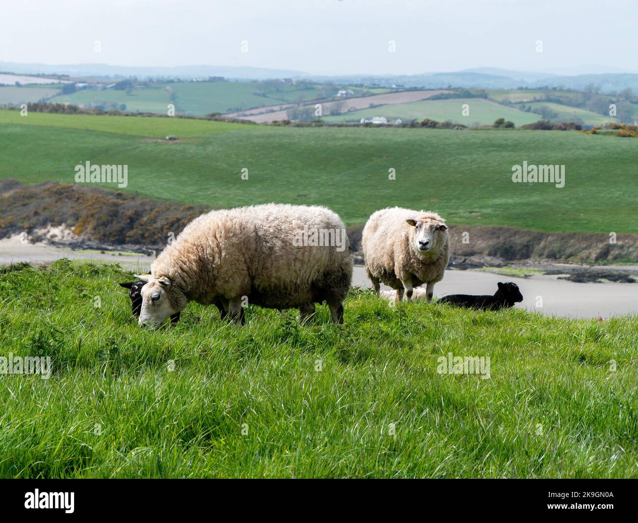 Pecore pascolano in un prato verde. Qualche pecora in un pascolo del coltivatore. Pascolo libero di bestiame. Paesaggio agricolo. Pecora bianca Foto Stock