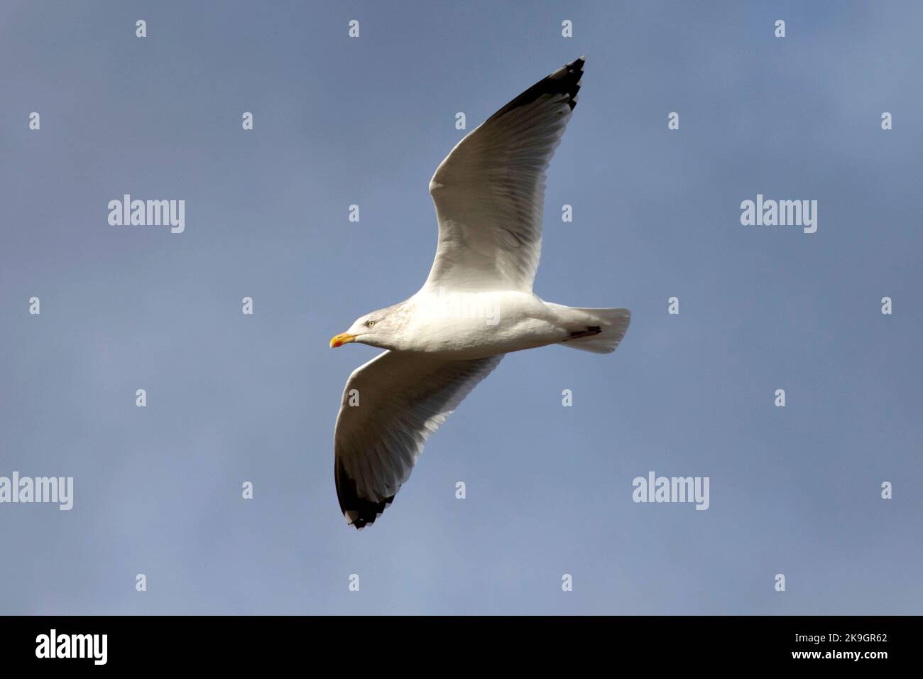 Un gabbiano di aringa che sorvola Whitby Harbour nel North Yorkshire, 26th ottobre 2022 Foto Stock